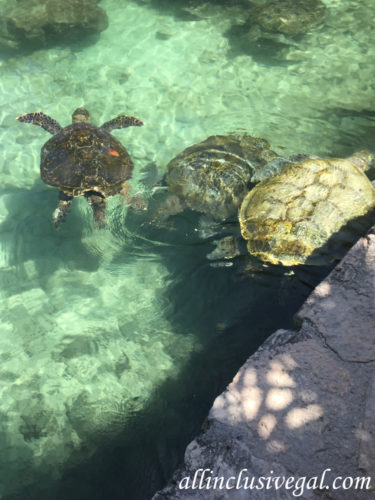 Xcaret Park sea turtle exhibit