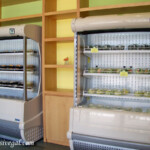 Pre-made sandwiches at That's A Wrap Dreams Playa Mujeres That's A Wrap