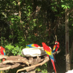 Hotel Xcaret Mexico macaws near Casa Fuego