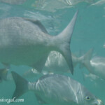 Snorkeling off the Colonial pier Barcelo Maya Grand snorkeling