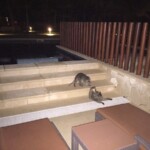NIght time visitors at Caribe's swim-ups Barcelo Maya Caribe swim-up suite