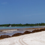 Beach resort beach area--lots of sargassum when we were there in July Barcelo Maya Beach--beach area in July