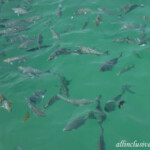 Lots of large fish off the pier at the Colonial Barcelo Maya Colonial snorkeling