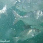 Snorkeling off the pier at the Colonial Barcelo Maya Colonial snorkeling