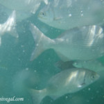 Snorkeling off the pier at the Colonial Barcelo Maya Colonial snorkeling