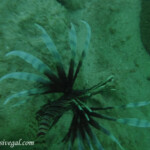 Lion fish under the pier Barcelo Maya Colonial snorkeling