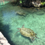 Sea turtle exhibit Xcaret Park sea turtle exhibit