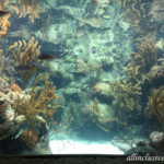 Xcaret Park aquarium