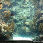 Aquarium Xcaret Park aquarium
