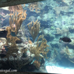 Aquarium Xcaret Park aquarium