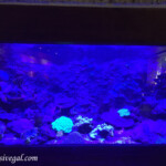 Aquarium Xcaret Park aquarium