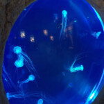 Aquarium Xcaret Park aquarium