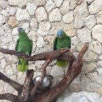 Aviary Xcaret Park aviary