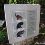 Some of the wildlife you may see around the resort Iberostar Tucan wildlife