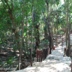 Jungle path to the pools and beach Iberostar Tucan jungle path