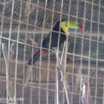 A tucan at the Tucan located at the end of the jungle path by the Kid's Club Iberostar Tucan live tucan