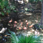 Flamingos next door at the Quetzal near the lobby and main buffet Iberostar Quetzal flamingos