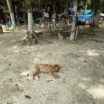 La Noria has bicycles for jungle tours as well as several friendly dogs