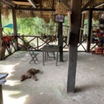 One of their very friendly dogs was unfortunately attacked by a jaguar and was recovering--a nasty slice down its front thigh area was noticeable. These cenotes are in the jungle.
