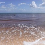 Mangrove runoff result